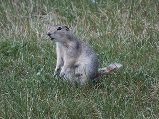 Ground Squirrel eating grass on a field of green grass