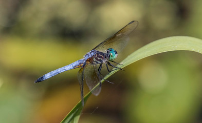 blue dasher dragonfly 
