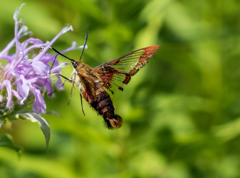 Humming Bird Moth 