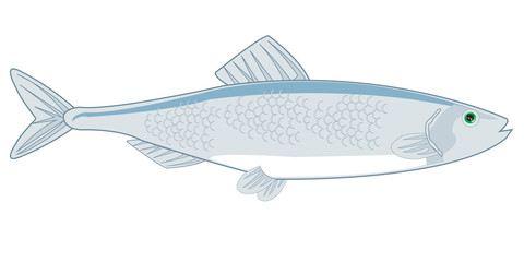 Fototapeta premium Fish herring on white background is insulated
