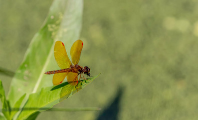 eastern amberwing dragonfly on green leaf