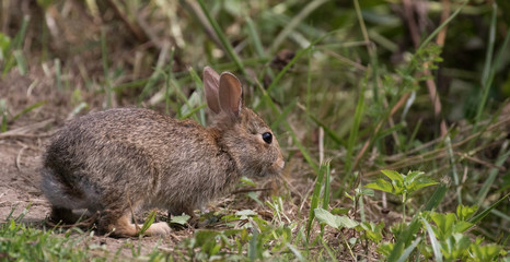 rabbit in the grass