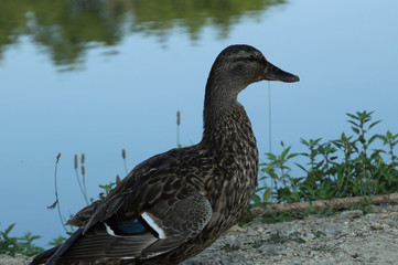 Duck in Front of the Water