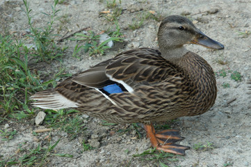 Duck with Blue Feathers