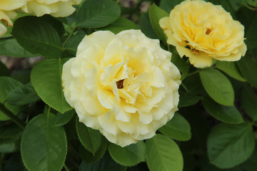 Light Yellow Rose