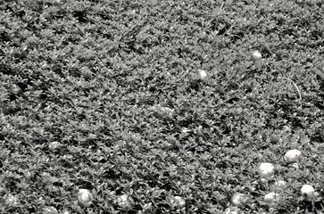  The background consists of densely spreading grass in computer processing.