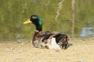 Male Mallard