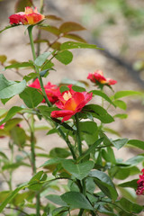 Opening Rose Buds