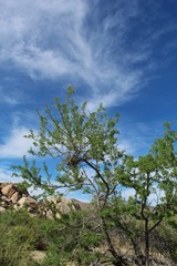 Casually as Wait A Minute Bush, botanically as Senegalia Greggii, this prolific member of native Southern Mojave Desert plant communities can be realized, here, in Joshua Tree National Park.