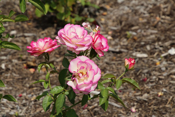 Pink and White Flower Clusters