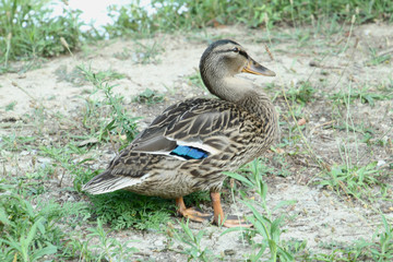 Profile of a Duck