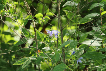 Purple Flowers in the Woods