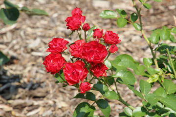 Red Rose Cluster