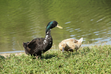 Two Ducks Near the Water
