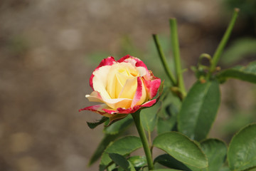 Yellow and Red Rose