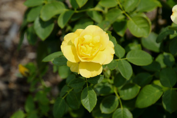 Yellow Rose