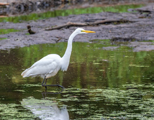 Great egret standing in green water with pollen and algae