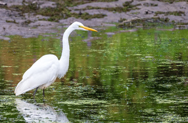 Great egret stands in blurred green water