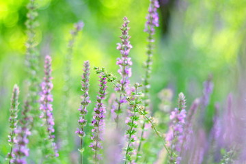 Naklejka premium CAMPO LLENO DE LIRIOS MORADOS, primavera, violacea, lavandula, flor, morada, naturaleza, campa, hierba, verde, florecer, 