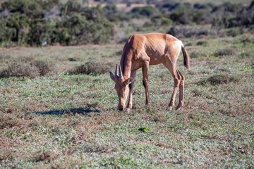 Naklejka na ściany i meble South African antelope 