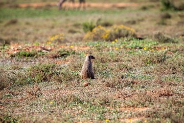 meerkat in south Africa 