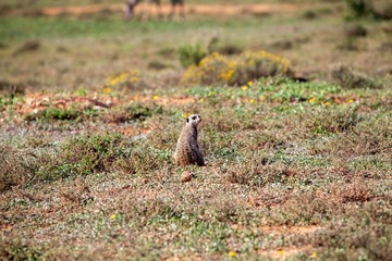 Naklejka na ściany i meble meerkat in south Africa 