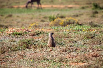 meerkat in south Africa 