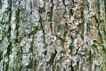 Beautiful and varied texture of the tree bark.Relief of the surface of trees.