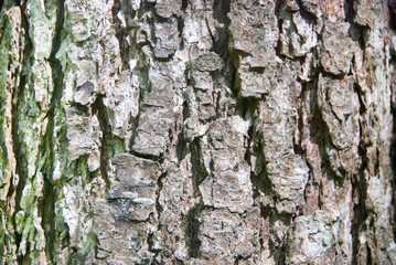 Beautiful and varied texture of the tree bark.Relief of the surface of trees.