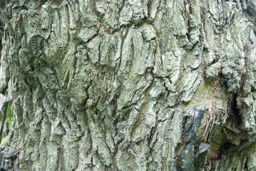 Beautiful and varied texture of the tree bark.Relief of the surface of trees.