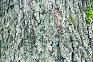 Beautiful and varied texture of the tree bark.Relief of the surface of trees.