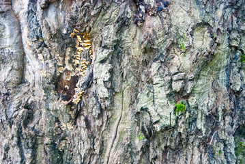 Beautiful and varied texture of the tree bark.Relief of the surface of trees.
