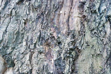 Beautiful and varied texture of the tree bark.Relief of the surface of trees.