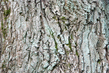 Beautiful and varied texture of the tree bark.Relief of the surface of trees.