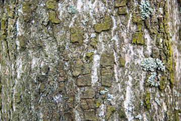 Beautiful and varied texture of the tree bark.Relief of the surface of trees.