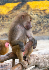 The daily life of a dragonfly in a wildlife park