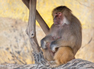 The daily life of a dragonfly in a wildlife park