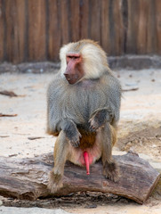 The daily life of a dragonfly in a wildlife park