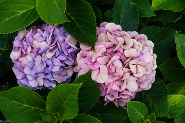 花の盛りを過ぎた紫陽花DSC0921