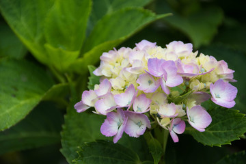 薄紫色のアジサイ