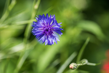 Close up of cornflower