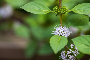 Flowering ginger mint
