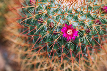 Tiny blossom on cactus
