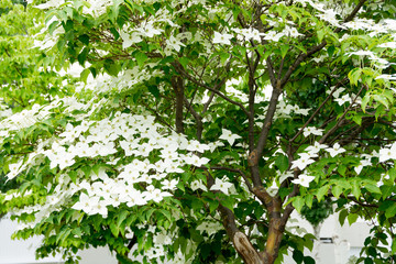 白い花が満開の街路樹