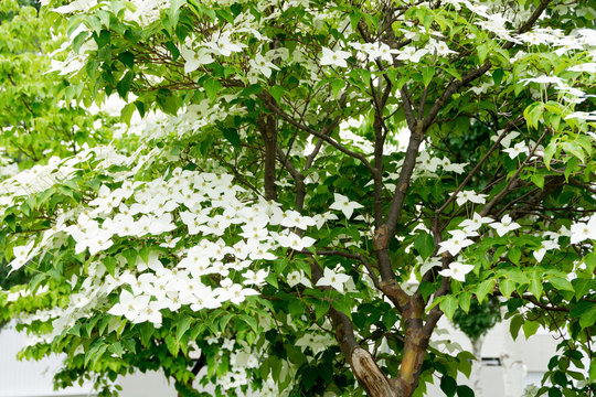 山帽子の花images Browse 69 Stock Photos Vectors And Video Adobe Stock 山帽子の花images Browse 69 Stock Photos Vectors And Video Adobe Stock