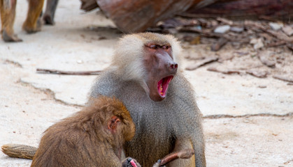 The daily life of a dragonfly in a wildlife park