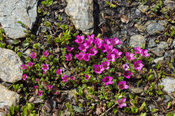 Alpine flower Saxifraga Oppositifolia (purple mountain saxifrage) in meltwater, Aosta valley, Italy. Photo taken at an altitude of 2600 meters.