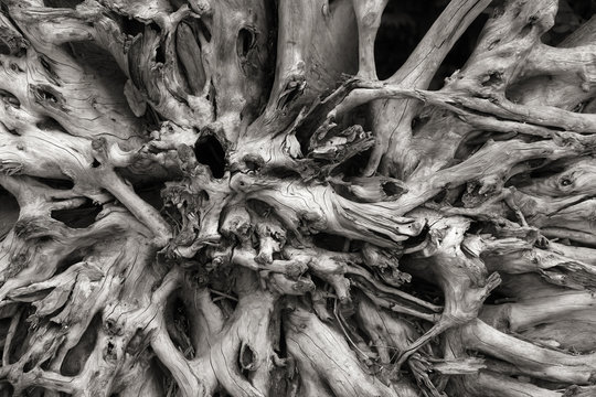 Close up shot of roots of dead tree