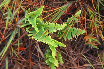 Green Leaves Of Summer