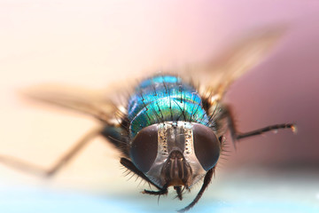 Extreme close up shot of Fly on book
